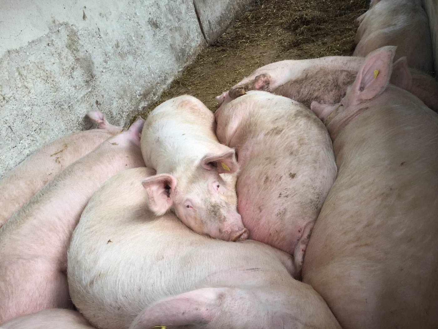 Schweine liegen aneinandergekuschelt auf Stroh