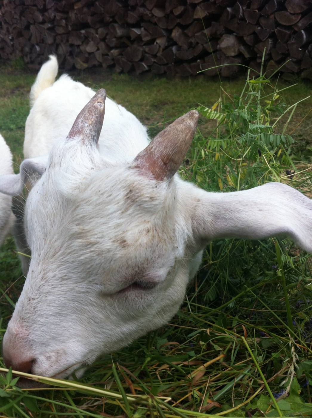 Weiße Ziege frisst Gras